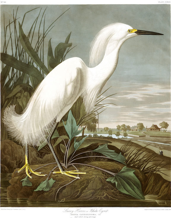 Birds of America